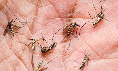 Dead mosquito carcass on hand